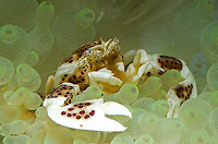 Neopetrolisthes oshimai