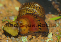 Neritina sp