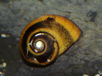 Neritina