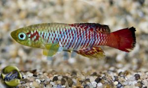Nothobranchius guentheri