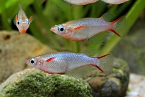 ORYZIAS WOWORAE