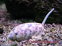 OLIVA