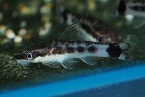 Otocinclus affinis.
