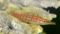 Oxycirrhites typus 