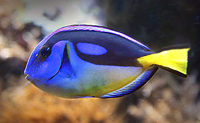Paracanthurus Hepatus ventre jaune