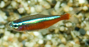 Paracheirodon axelrodi