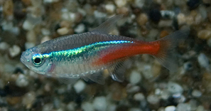 Paracheirodon innesis