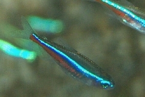 Paracheirodon simulans