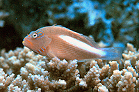 Paracirrhites Arcatus