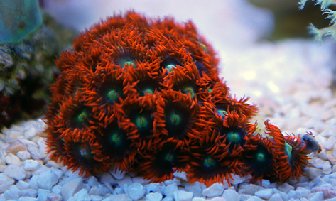 Parazohanthus rouge