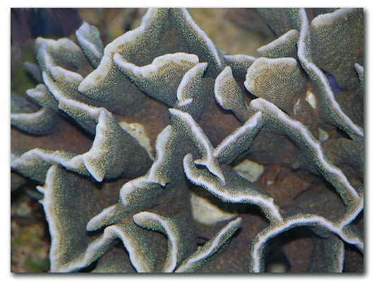 Pavona cactus un corail prisé par sa forme particuliere et sa croissance rapide.