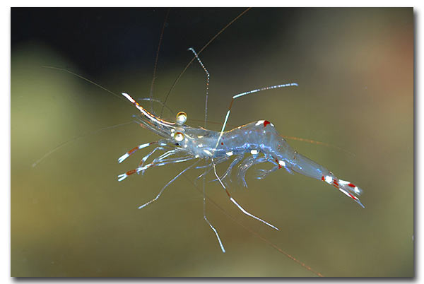 Periclemenes venustus