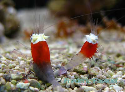 Periclimenes kororensis