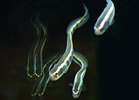 Pholidichthys leucotaenia 