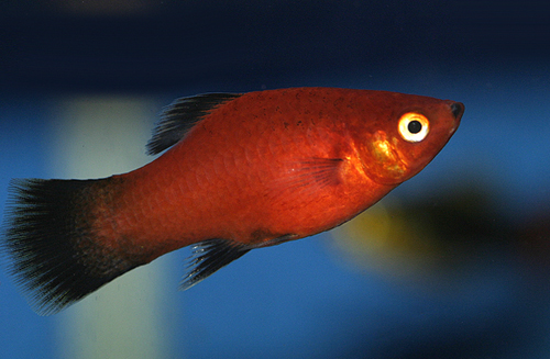 Platy