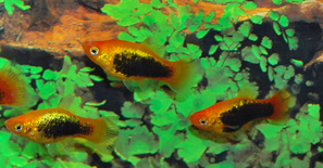Platy tuxedo doré