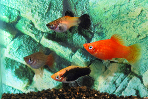 Platy