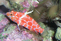 plectranthias inermis