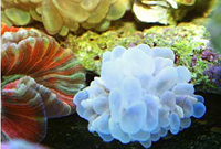 Plerogyra sinuosa