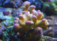 stylophora
