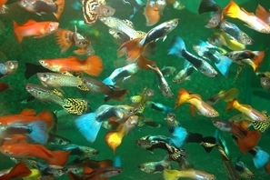 Poecilia reticulata