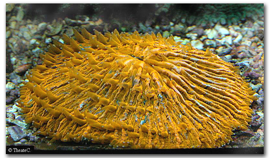 Polypes sur Cycloserys