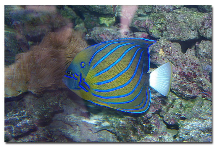 Pomacanthus annularis