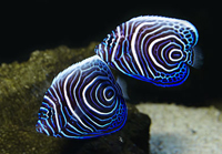 Pomacanthus imperator juvenile