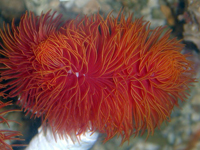 Protula Bispiralis