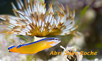 Pseudochromis aldabraensis