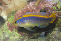 Pseudochromis flavivertex
