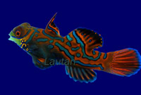 Pteroshynchiropus splendidus 
