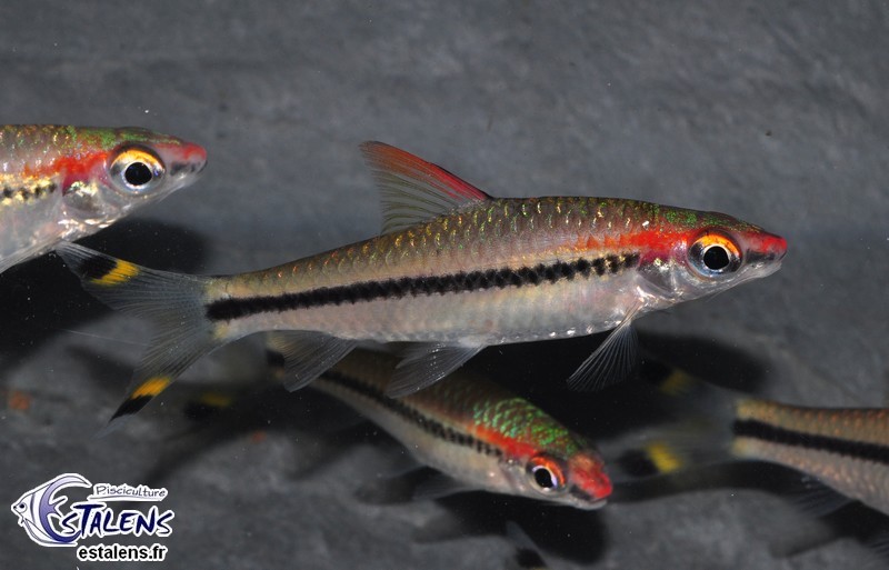 Puntius denisonii