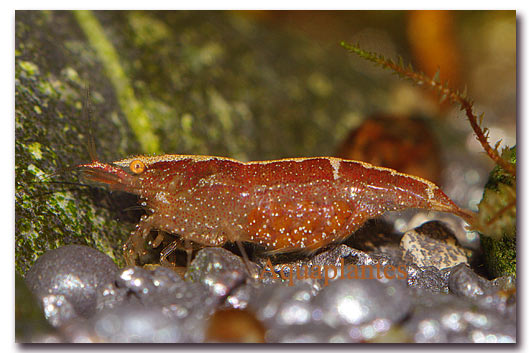 Neocaridina heteropoda red cherry
