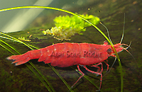 Caridina red cherry new