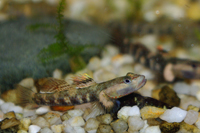 rhinogobius