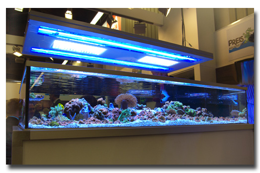 Ricordea de toute beauté et couleurs sur le stand de Preis aquaristic