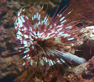 Maroon Tube Worm