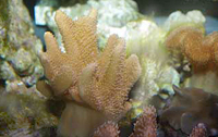 Sarcophyton sp