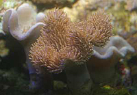 Sarcophyton trocheliophorum