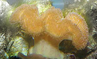 Sarcophyton