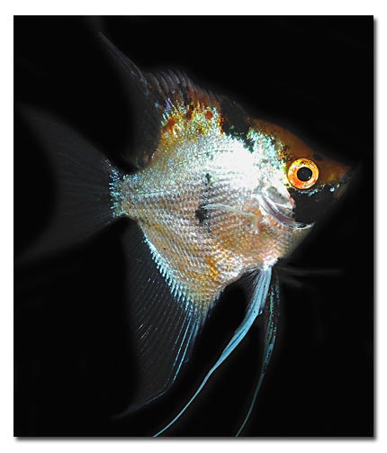 Scalaire d'élevage variété Koi tricolor
