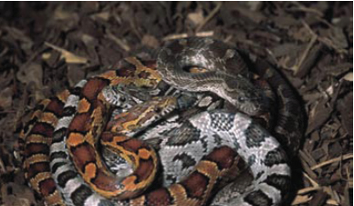 Serpent des blés