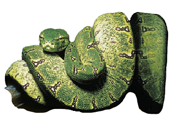 Serpent vert