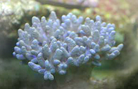 Sinularia asterolobata