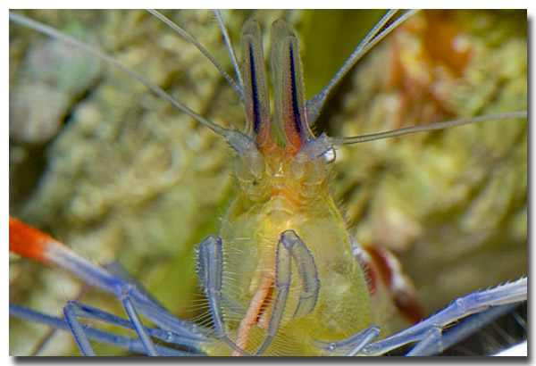 Stenopus cyanoscelis 