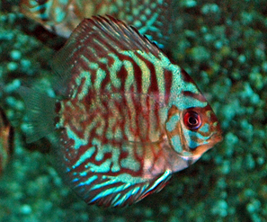 Symphysodon vertical blue striped