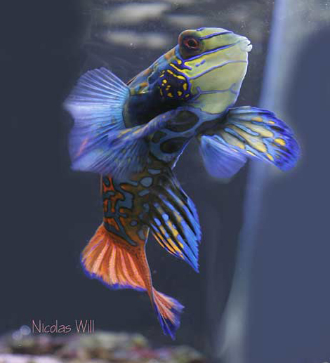 Synchropus splendidus