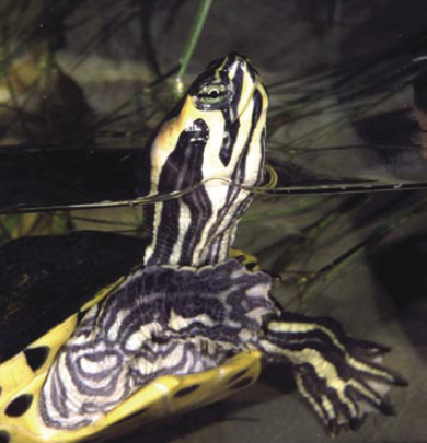 Tortue d’eau dans un aquaterrarium
