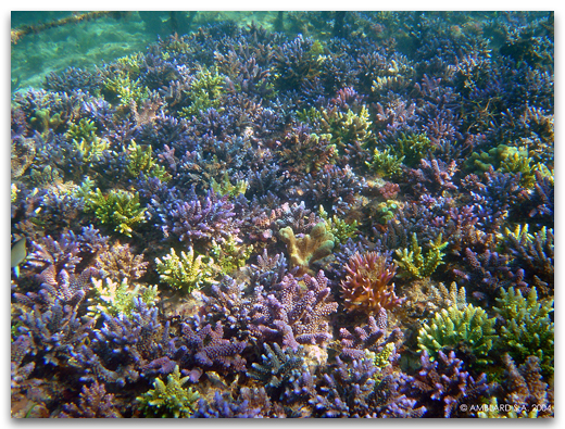 Tables de culture de boutures d'acropora en Indonésie